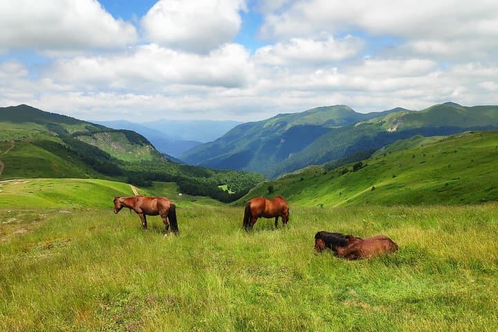 Short Horseback Ride in Biogradska Gora — Kolasin's Mountain Trails photo 4