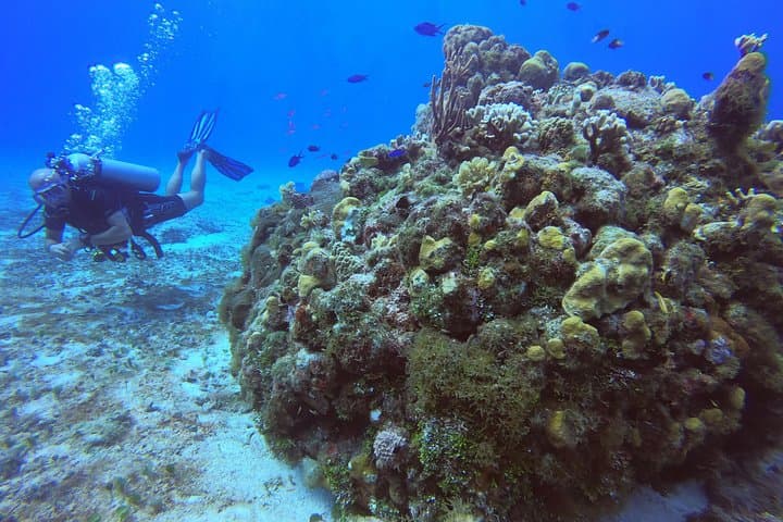 Cozumel One-Tank Shore Dive: Guided Reef Dive to 35 ft with Equipment photo 3