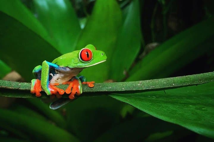 La Fortuna Night Wildlife Tour at Ecocentro Danaus — Frogs, Sloths & Bats After Dark photo 4