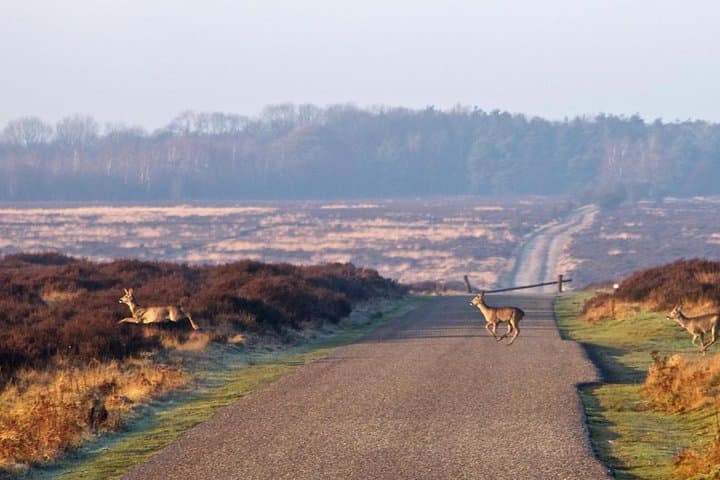 Kroller-Muller Museum & Hoge Veluwe Private Day Tour from Amsterdam photo 5