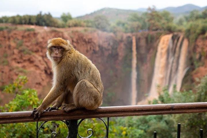 Ouzoud Waterfalls Day Trip from Marrakech — Guide to the 110m Cascades and Magot Monkeys photo 2