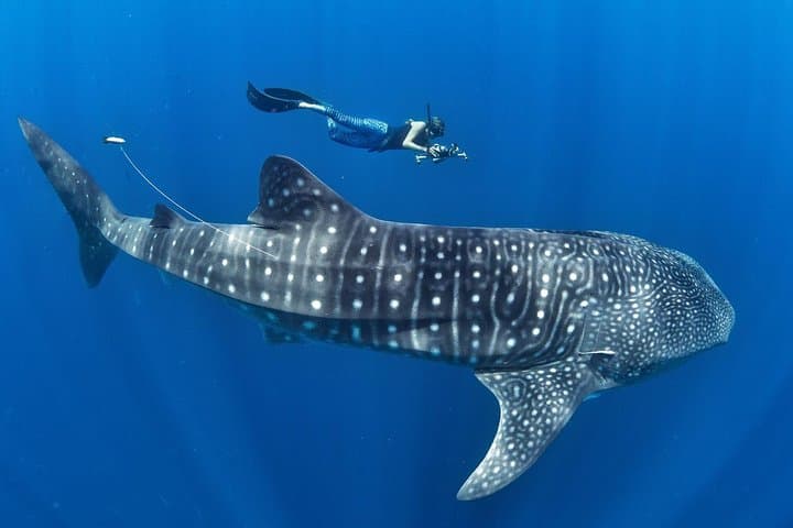 South Cebu Day Trip: Whale Sharks, Sumilon Sandbar & Kawasan Canyoneering