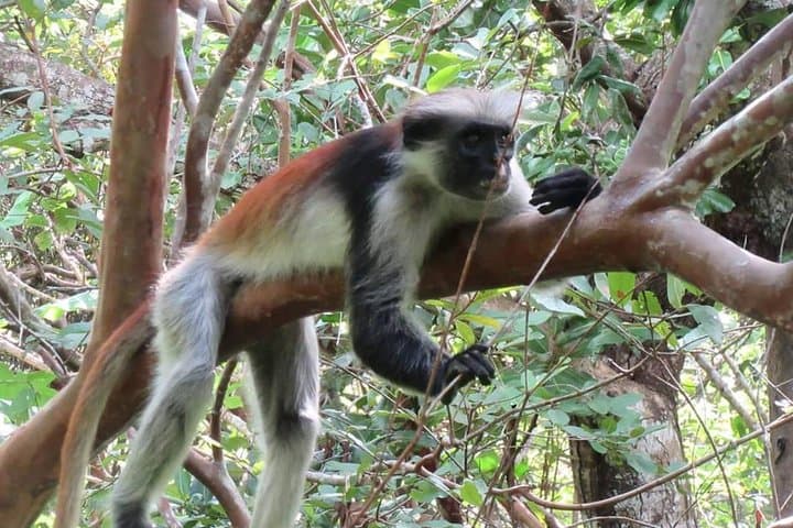 Jozani Forest Tour: See Zanzibar’s Red Colobus and Mangrove Boardwalk photo 2