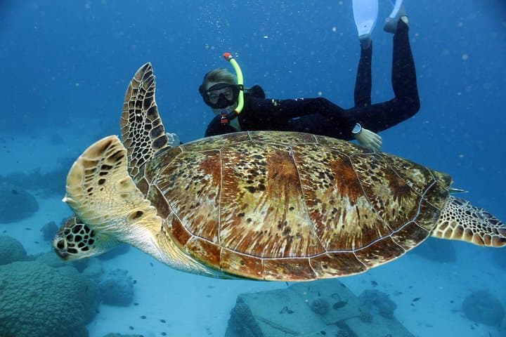Full-Day Snorkel at Bait Reef — Great Barrier Reef from Hamilton Island photo 3