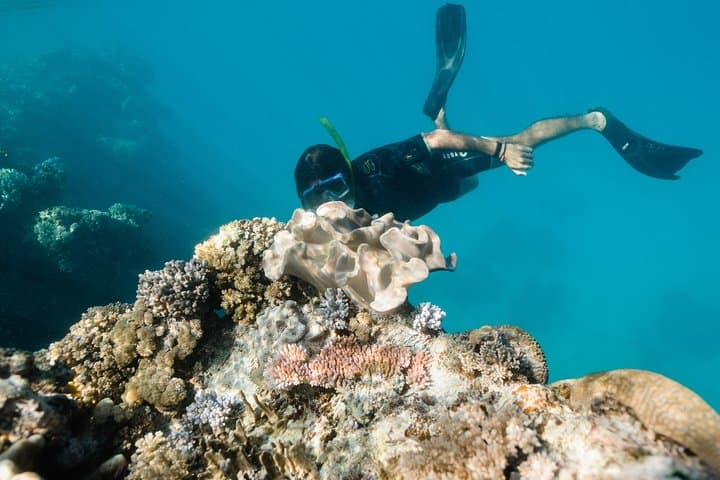 Full-Day Snorkel at Bait Reef — Great Barrier Reef from Hamilton Island