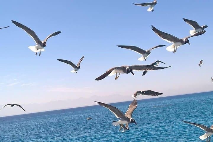 Red Sea Dolphin House & Banana Boat Day Cruise from Hurghada photo 4