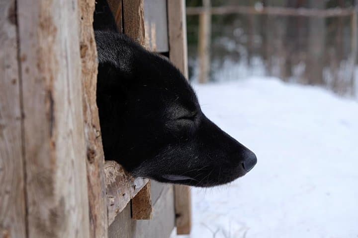 Among Wolves: Private Arctic Wolfdog Sanctuary Tour near Rovaniemi photo 4