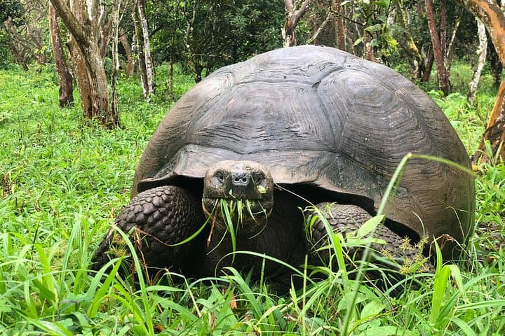 Giant Tortoise Experience and Los Gemelos — Santa Cruz Island Tour photo 2