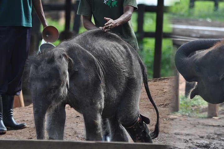 Udawalawe National Park Safari and Elephant Transit Home Visit photo 4