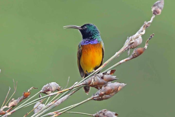 Cape Town Birdwatching: Kirstenbosch to Strandfontein with Expert Guide