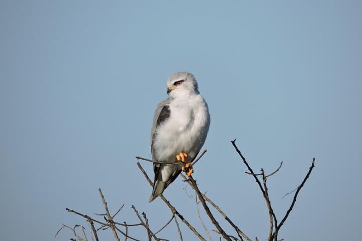 Cape Town Birdwatching: Kirstenbosch to Strandfontein with Expert Guide photo 2