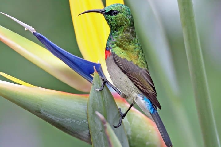 Cape Town Birdwatching: Kirstenbosch to Strandfontein with Expert Guide photo 3