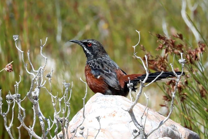 Cape Town Birdwatching: Kirstenbosch to Strandfontein with Expert Guide photo 4