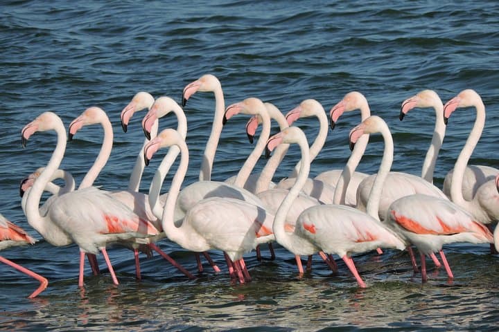 Cape Town Birdwatching: Kirstenbosch to Strandfontein with Expert Guide photo 5