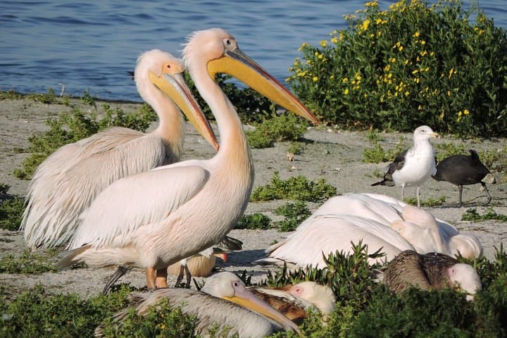 Cape Town Birdwatching: Kirstenbosch to Strandfontein with Expert Guide photo 6