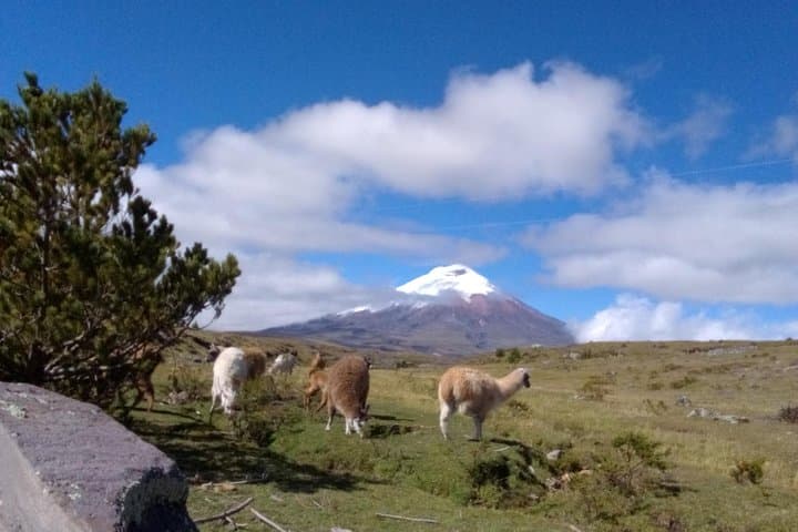 2-Day Cotopaxi Horseback Riding & Chimborazo Fauna Reserve Expedition photo 4