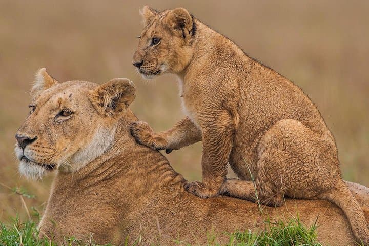 Four-Day Maasai Mara and Lake Nakuru Safari: Mid-Range Game Drives from Nairobi photo 1