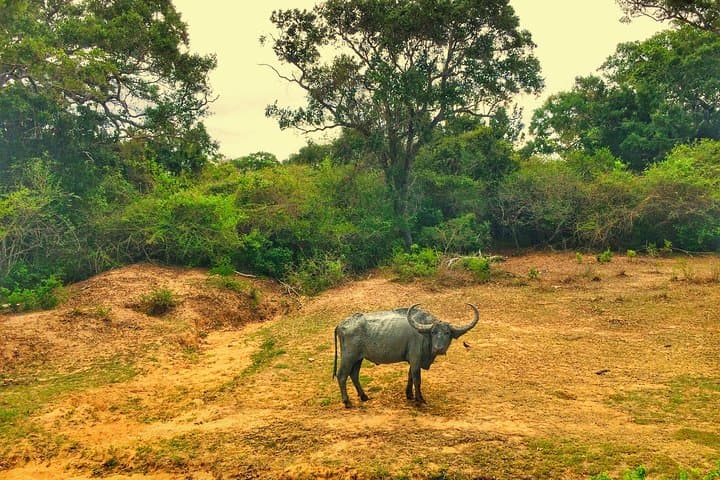 8-Day Explore Sri Lanka: Sigiriya to Galle Cultural & Wildlife Circuit photo 6