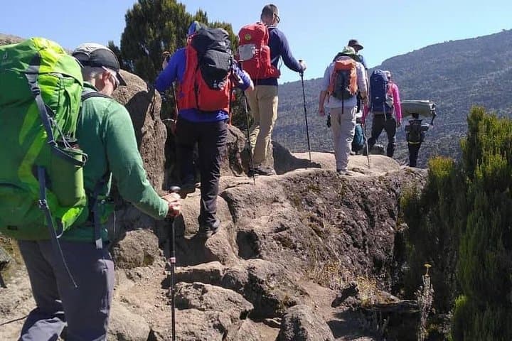 Lemosho Route Kilimanjaro: 8-Day Guided Summit via Shira Plateau photo 4