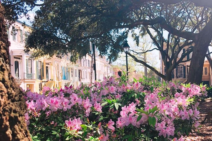 Savannah History Walking Tour: Genteel & Bard Guided Stroll Through Squares and Stories photo 2