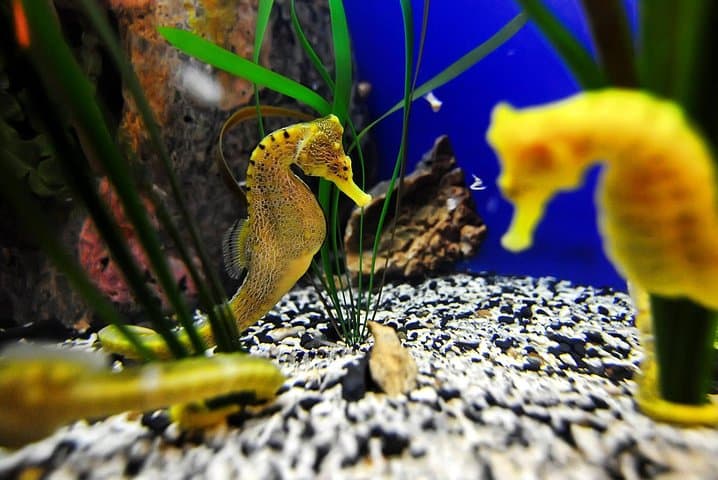 Exploring The Florida Aquarium: Tampa’s Window Into Marine Wildlife Conservation photo 3