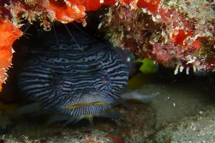 Isla Mujeres Two-Tank Wreck & Drift Reef Dive — C55 & C58 Adventure photo 6