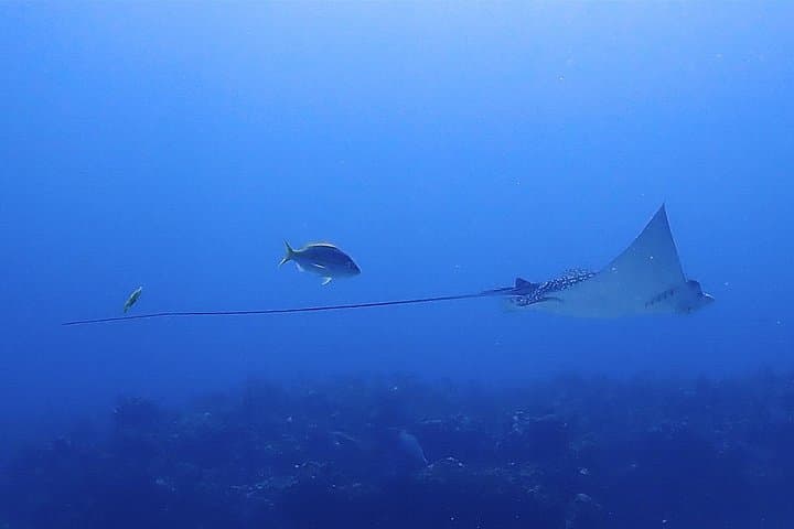 Isla Mujeres Two-Tank Wreck & Drift Reef Dive — C55 & C58 Adventure photo 5