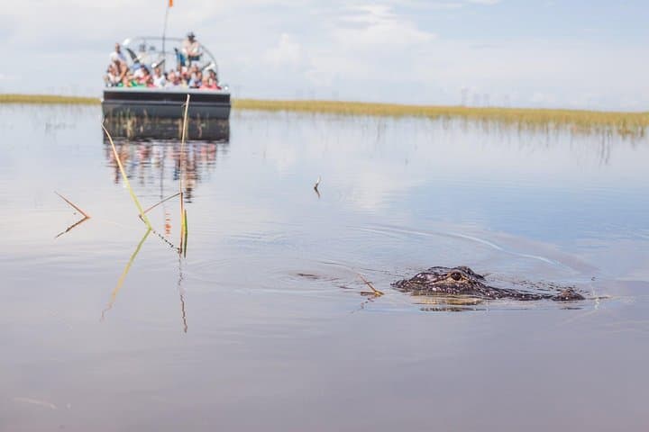 Exploring the Everglades: Florida’s Classic Airboat Wildlife Adventure