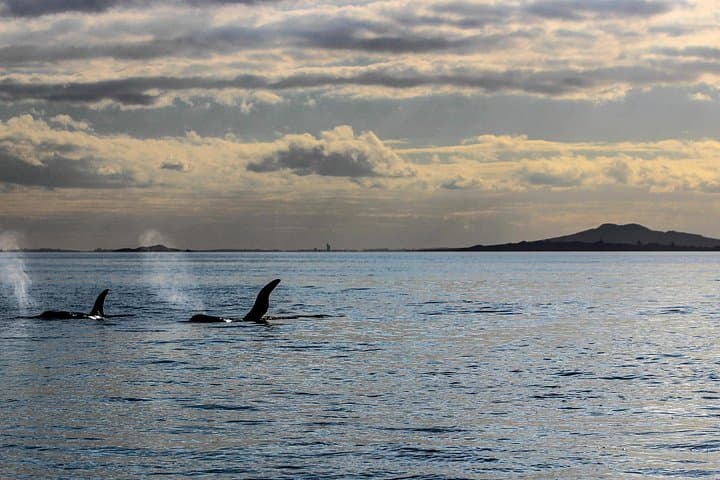 Sunset Sea Kayak to Rangitoto Island: Paddle to the Volcanic Summit & Harbour BBQ photo 2