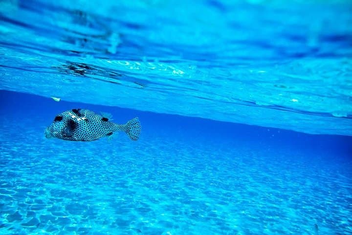 Private 8-Hour Yacht to Playa Palancar: Snorkel, Fishing & Beach Lunch photo 3