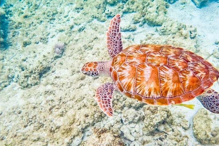 Private 4-Hour Azimut Yacht Snorkel Cruise to In-Ha Reef with Open Bar photo 4