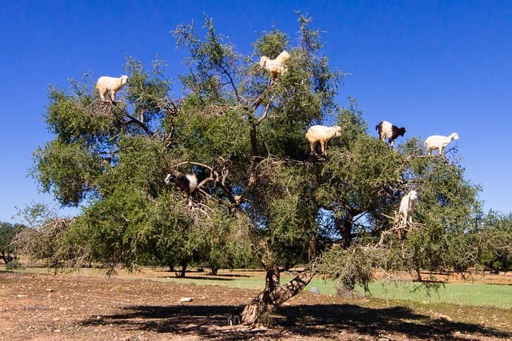 Private Day Trip from Marrakech to Essaouira (Mogador) with Argan Cooperative Visit photo 3