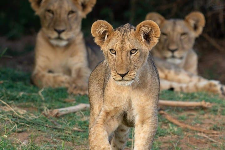 Ngorongoro Crater Full-Day Safari from Arusha