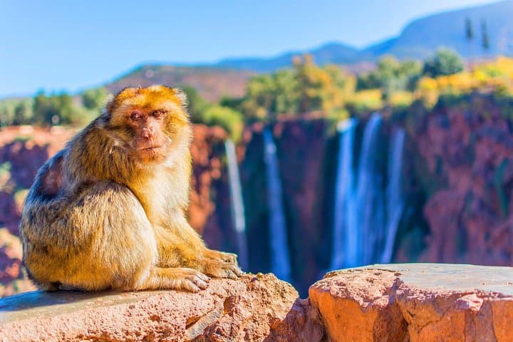 Ouzoud Waterfalls Day Trip from Marrakech — Hike, Monkeys & Riverside Lunch photo 5