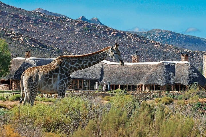 Full-Day Aquila Game Reserve Safari from Cape Town — Big Five & Wine Tasting photo 5