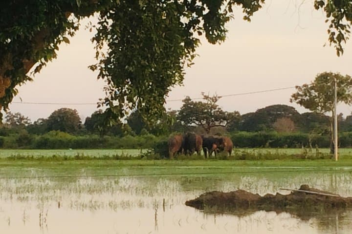 9-Day Explore Sri Lanka: Cultural Circuit from Anuradhapura to Galle