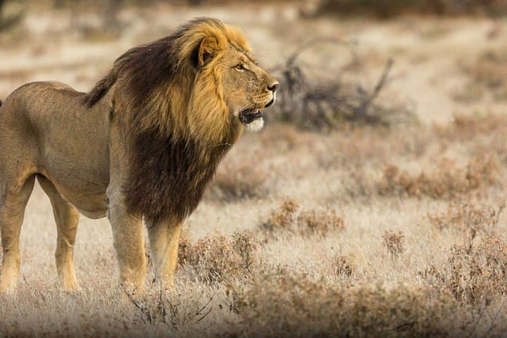 Selous 1-Day Safari from Zanzibar — Nyerere National Park Game Drive & Bush Lunch
