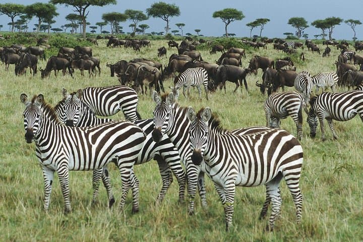 Selous 1-Day Safari from Zanzibar — Nyerere National Park Game Drive & Bush Lunch photo 2
