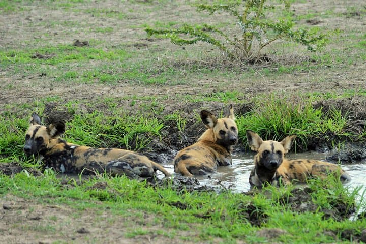 Selous 1-Day Safari from Zanzibar — Nyerere National Park Game Drive & Bush Lunch photo 3