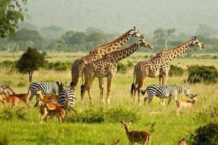 Murchison Falls Safari and Budongo Chimp Trek — 5-Day Wildlife Adventure