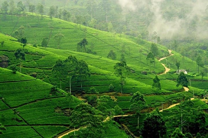 Tropical Ceylon 8-Day Cultural and Wildlife Tour: Sri Lanka Highlights photo 4
