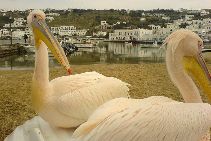 Cosmopolitan Mykonos Walking Tour — Windmills, Little Venice & Island Sights photo 3