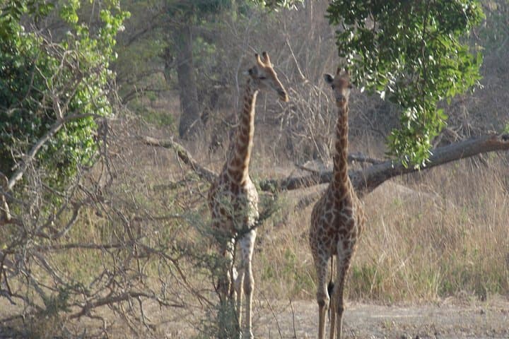 Early-Morning Safari to Fathala Nature Reserve — Day Trip from Banjul