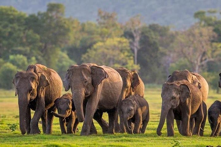 4-Day Anuradhapura Polonnaruwa Trincomalee Tour: Ancient Cities, Elephants & Sky-Blue Beaches photo 5