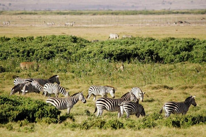 Close Encounters with Elephants and Kilimanjaro: 2-Day Amboseli National Park Safari photo 3