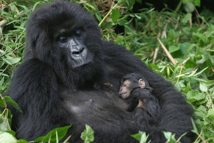 Face-to-Face with Virunga Gorillas & Overnight on Nyiragongo’s Crater Rim photo 4