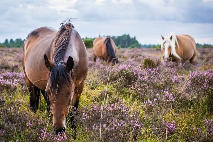 New Forest Day Out: Private Southampton Excursion to Beaulieu & Buckler's Hard