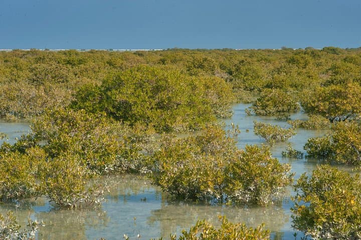 North Qatar Day Tour: Zubara Fort, Purple Island & Al Thakhira Mangroves photo 3