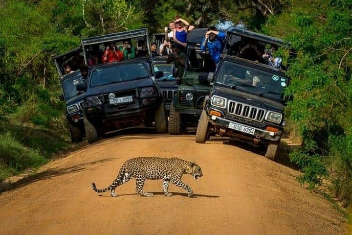Yala National Park Day Safari: Leopard & Elephant Game Drive in Sri Lanka photo 3
