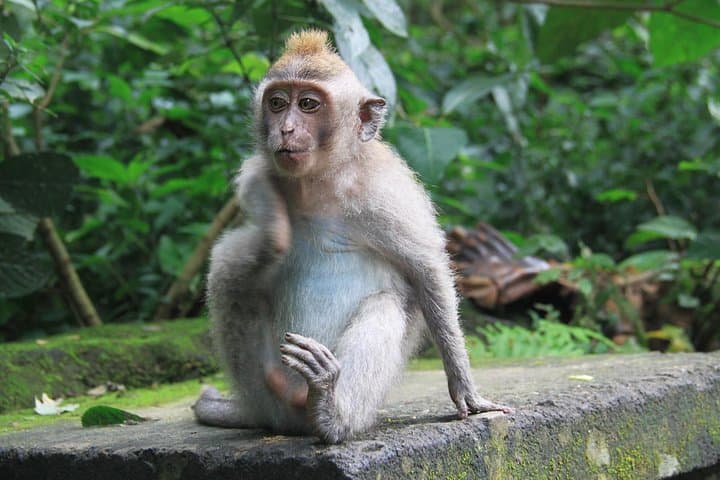 Extreme Adventure Bali: Jungle ATV, Ayung River Rafting & Ubud Monkey Forest photo 5